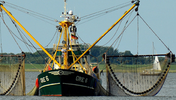 attraper des crevettes