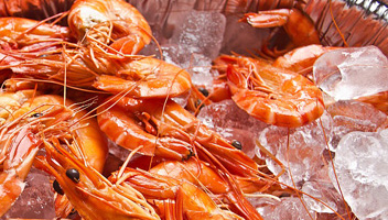 crevettes sur glace