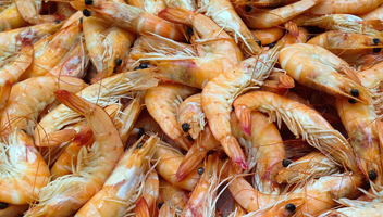 beaucoup de crevettes
