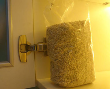 coléoptères de l'orge