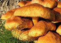champignons au miel