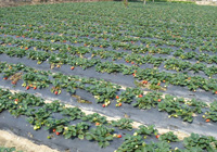 fraises pour confiture