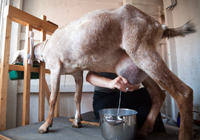lait concentré de chèvre