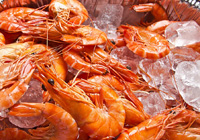 crevettes sur glace