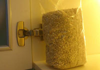 coléoptères de l'orge