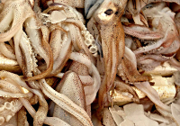 tentacules de calmar