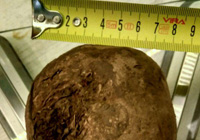 betteraves sur les échelles et la taille