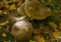 font-ils cuire des soupes de champignons de lait /