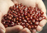 faire tremper les haricots