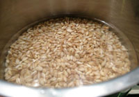 si l'orge est trempée