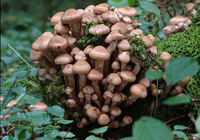 champignons au miel