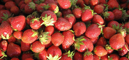 mange beaucoup de fraises