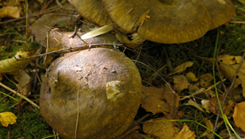 font-ils des soupes du perdant