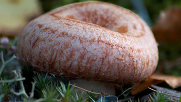 nấu súp từ volnushki