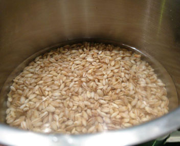 si l'orge est trempée