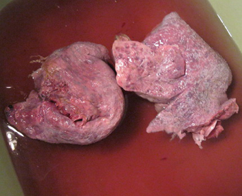 combien faire cuire un orignal léger