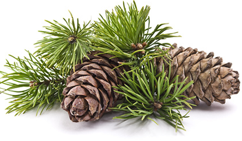 bosses combien de cônes cuire