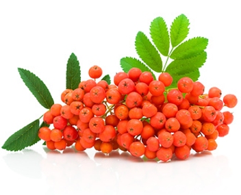 compote de sorbier compote de rowan