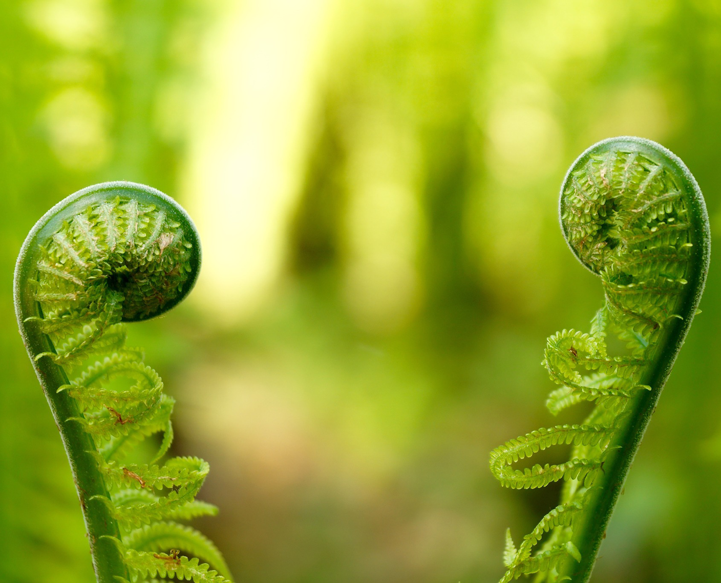 combien de minutes pour cuire la fougère