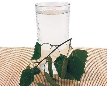 Jus de bouleau faire cuire la sève de bouleau