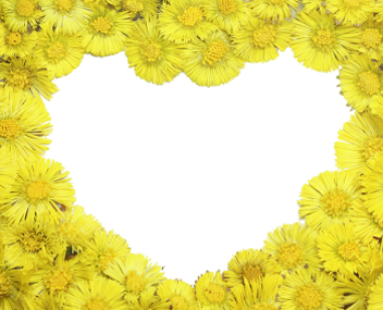 faire de la confiture de pissenlit