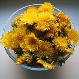 pissenlits pour confiture