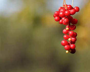 faire cuire la confiture de citronnelle