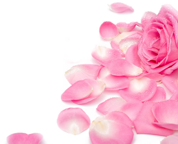 faire de la confiture à partir de pétales de rose