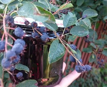 faire de la confiture d'irgi