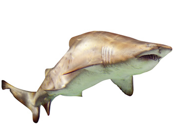 comment faire une soupe aux ailerons de requin