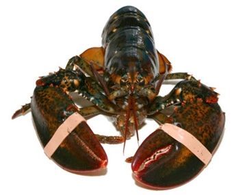 combien de homards cuire