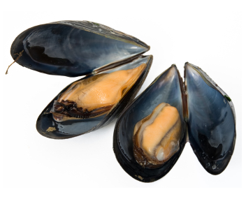 combien faire cuire les moules