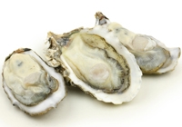 Huîtres
