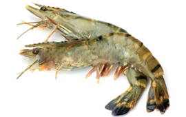 comment faire cuire des crevettes vertes