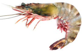 comment faire cuire les crevettes royales