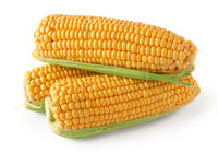 faire cuire le maïs